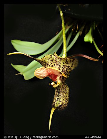 Dracula chesterstonii. A species orchid