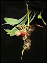 Dracula chesterstonii. A species orchid (color)