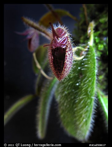 Dressleriella pilossissima. A species orchid