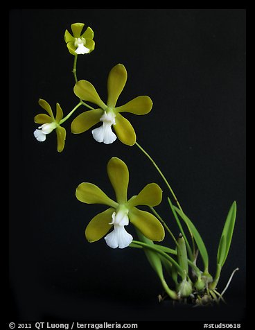 Encyclia tampensis alba. A species orchid (color)