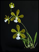 Encyclia tampensis alba. A species orchid ( color)