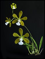 Encyclia tampensis alba. A species orchid