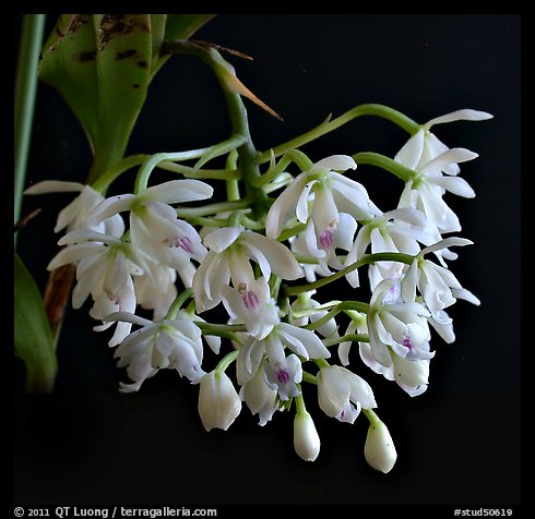 Epidendrum hugomendinae. A species orchid