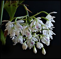 Epidendrum hugomendinae. A species orchid (color)