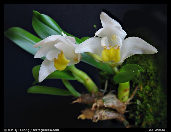 Eria reptans 'Matsudai'. A species orchid (color)