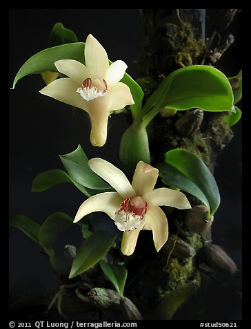 Eria rhombodais. A species orchid (color)