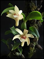 Eria rhombodais. A species orchid ( color)