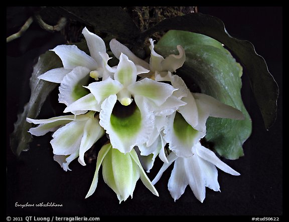 Eurychone rothschildiana. A species orchid (color)