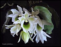 Eurychone rothschildiana. A species orchid