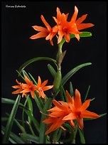 Hexisea bidentata. A species orchid ( color)