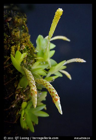 Hippiophyllum wenlandianum. A species orchid