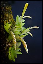 Hippiophyllum wenlandianum. A species orchid ( color)