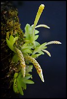 Hippiophyllum wenlandianum. A species orchid