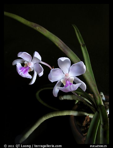 Holcoglossum amesianum. A species orchid (color)