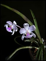 Holcoglossum amesianum. A species orchid ( color)