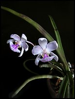 Holcoglossum amesianum. A species orchid