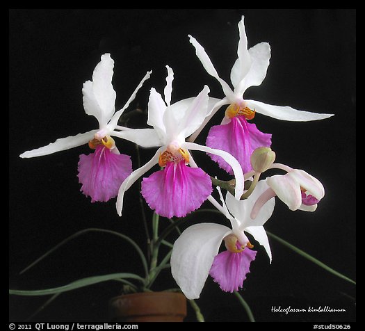 Holcoglossum kimballianum. A species orchid (color)