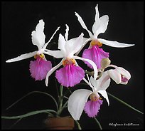 Holcoglossum kimballianum. A species orchid (color)