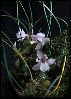 Isabella virginalis. A species orchid ( color)