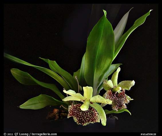 Kefersteinia tolimensis. A species orchid