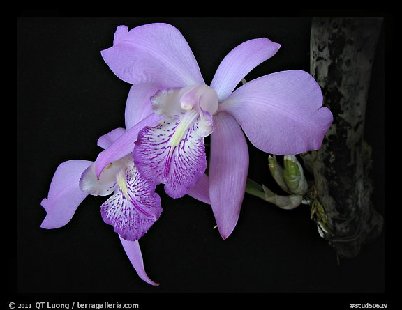 Laelia speciosa. A species orchid (color)