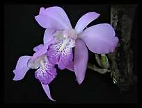 Laelia speciosa. A species orchid ( color)