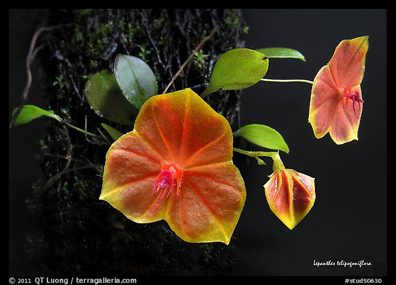 Lepanthes telipogoniflora plant. A species orchid (color)