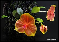 Lepanthes telipogoniflora plant. A species orchid