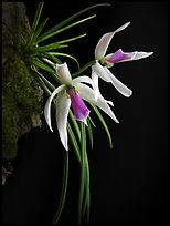 Leptotes bicolor. A species orchid ( color)