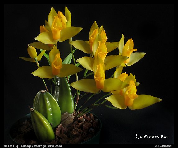 Lycaste aromatica. A species orchid (color)