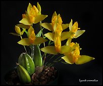 Lycaste aromatica. A species orchid ( color)