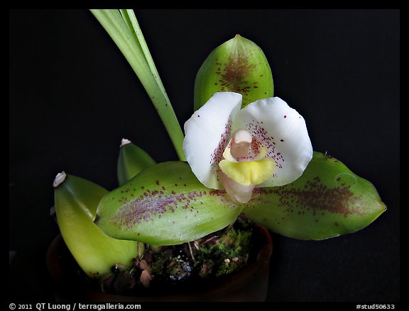 Lycaste macrophylla. A species orchid