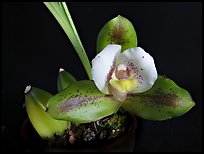 Lycaste macrophylla. A species orchid ( color)