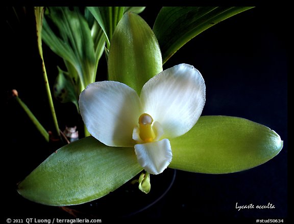 Lycaste occulta. A species orchid (color)