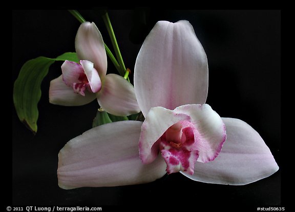 Lycaste skinneri 'Rubrorosea'. A species orchid (color)