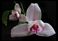 Lycaste skinneri 'Rubrorosea'. A species orchid ( color)