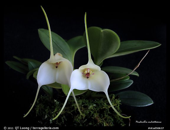 Masdevallia andreettaeana. A species orchid (color)
