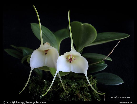 Masdevallia andreettaeana. A species orchid