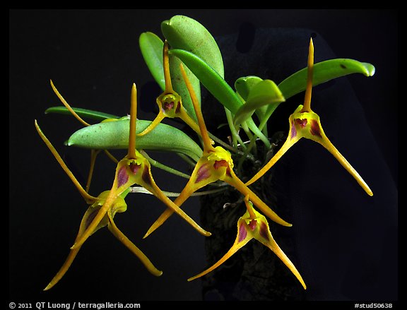 Masdevallia richardsoniana. A species orchid (color)