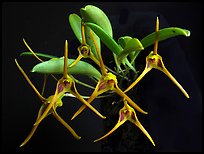 Masdevallia richardsoniana. A species orchid (color)