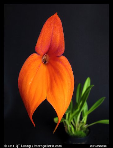 Masdevallia veitchiana. A species orchid (color)