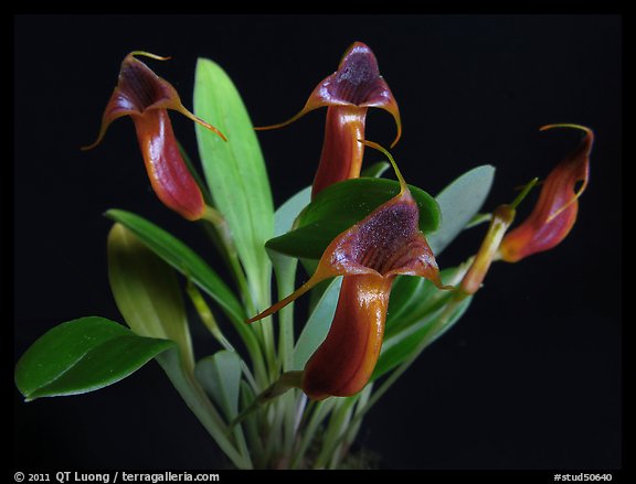 Masdevallia ventricularia. A species orchid (color)