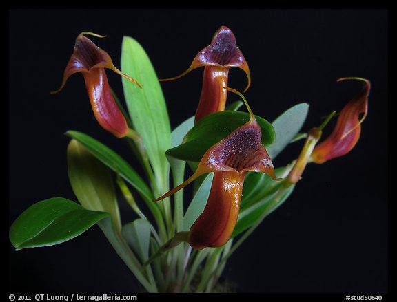 Masdevallia ventricularia. A species orchid