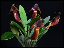 Masdevallia ventricularia. A species orchid (color)