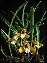 Maxillaria gracilis. A species orchid