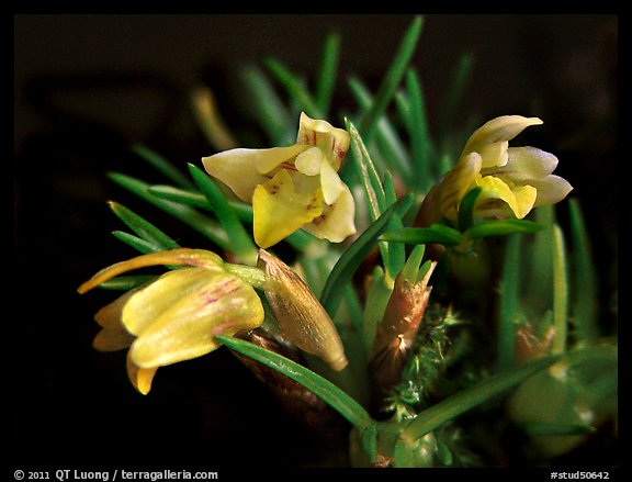 Maxillaria minuta. A species orchid (color)