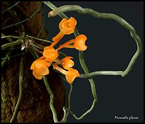 Microcoelia gilpinae. A species orchid