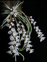 Microcoelia stolzii. A species orchid