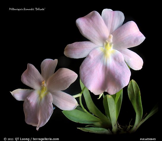 Miltoniopsis bismarkii. A species orchid (color)
