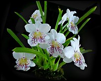 Miltoniopsis phalaenopsis. A species orchid ( color)